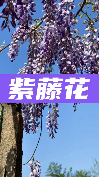 春有約，花不誤，陌上紫藤香如故。